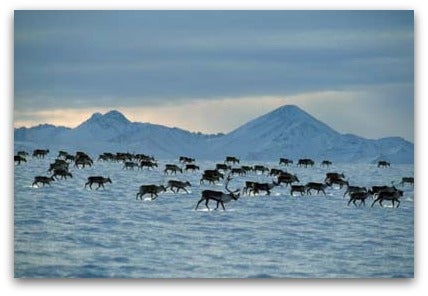 animal-migration-caribou