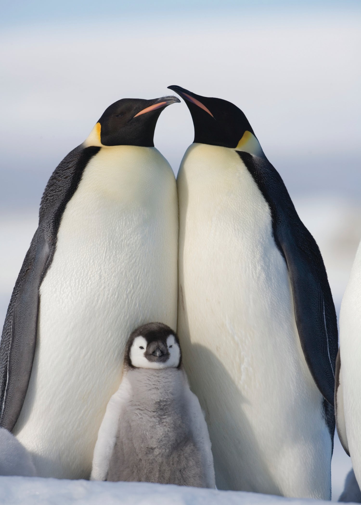 Penguins  University of Colorado