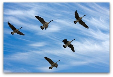bird-migration1