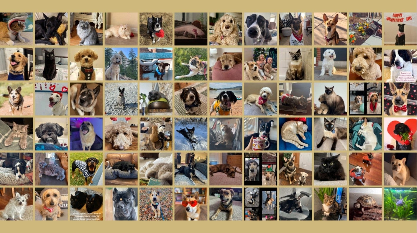 A selection of employee-submitted pets from the contest.