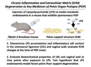 Chronic Inflammation Chronic Inflammation