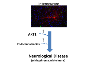 Understanding AKT1 Function