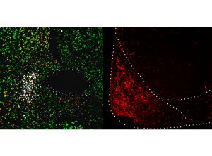 Cell-type, Pathway, and Neurotransmitter-Specific Regulation