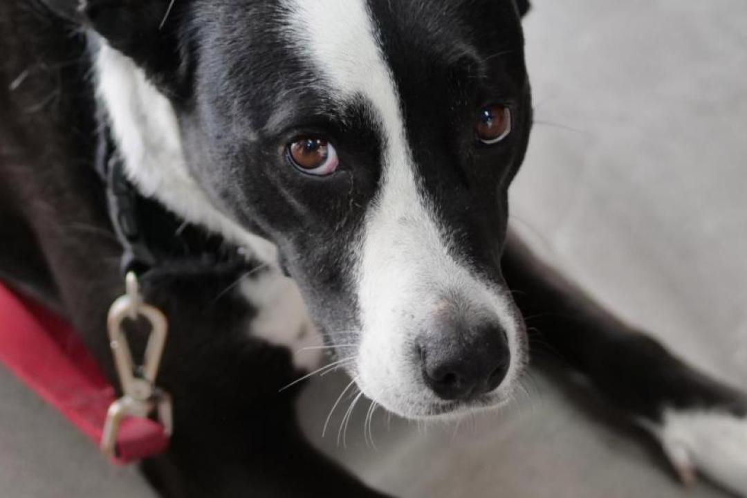 Gene therapy in dogs