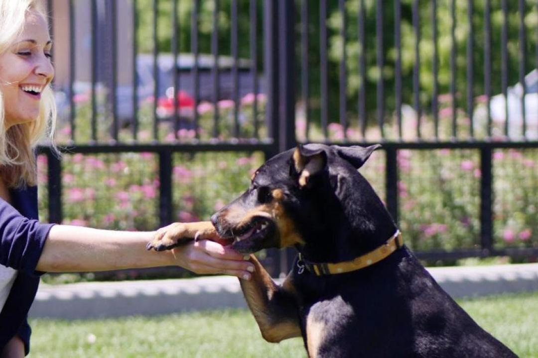 CU joins the more than two dozen colleges and universities worldwide that offer programs in animals and society
