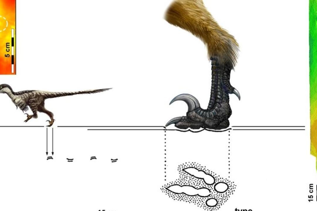 Raptor discovery 