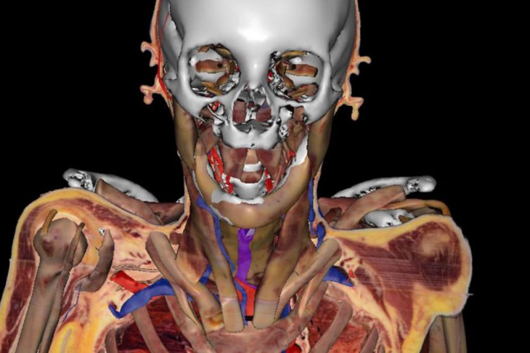 Virtual Human