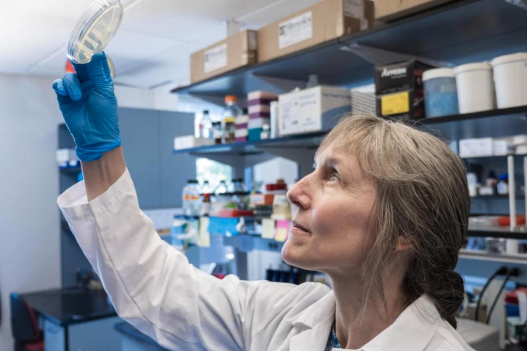 Corrie Detweiler, a professor of molecular, cellular and developmental biology, eyes some samples in the lab. (Photo: CU Boulder)