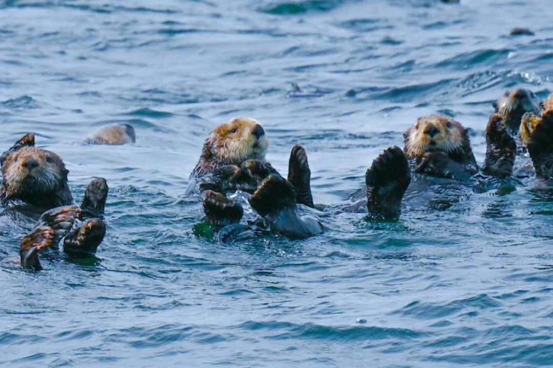 Dan Doak, a CU Boulder professor of environmental studies and Byers Family Chair in Environmental Studies, has studied species survival and climate change throughout his research career.