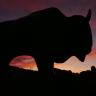 Photo of the buffalo statue on CU Boulder campus in silhouette against a sunset background.