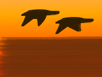 sunset_birds